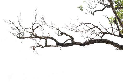 BRANCH definition and meaning | Collins English Dictionary 