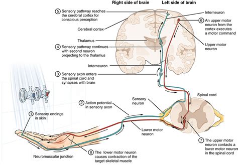 Unit 9 The Nervous System Douglas College Human Anatomy And Physiology