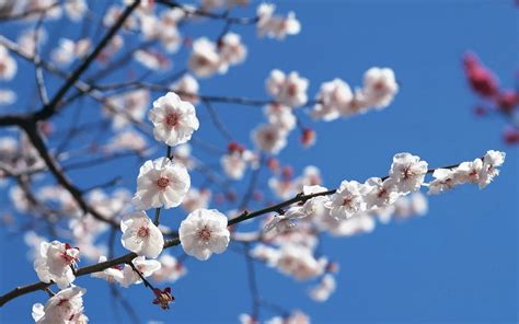 Japan Cherry Blossoms Flowers Spring White Flowers Wallpapers Hd