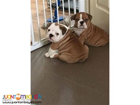 Gorgeous English Bulldog Puppies for Sale