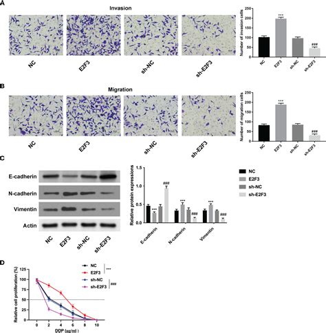 Frontiers E2f3 Accelerates The Stemness Of Colon Cancer Cells By Activating The Stat3 Pathway