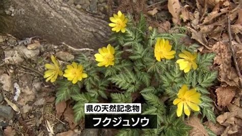 春の訪れ告げるフクジュソウ 国内自生地の南限･諸塚村で見ごろ Tbs News Dig