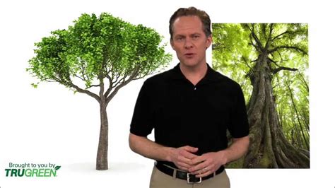 Tree Service Tree Specialist Trugreen Youtube