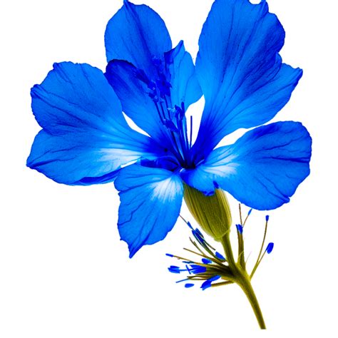 Blue Flower Png Ai Generative 24501003 Png