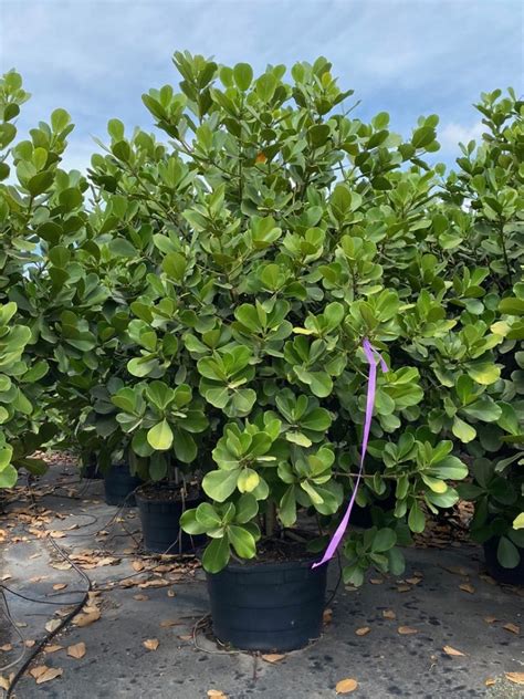 Clusia Plant Caring For Clusia Hedge Clusia Guttifera And Rosea