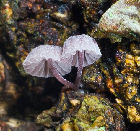 Mycena Meliigena The Ultimate Mushroom Guide