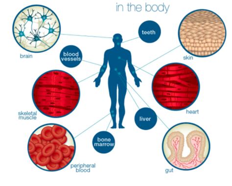 Stem Cells Flashcards Quizlet