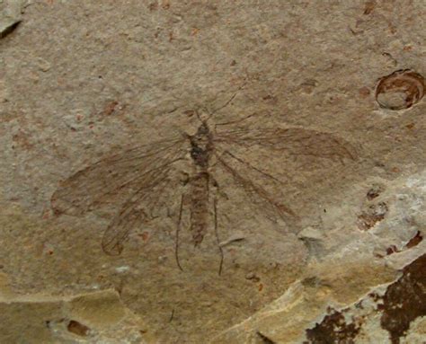 Trichoptera insect fossil liaoning