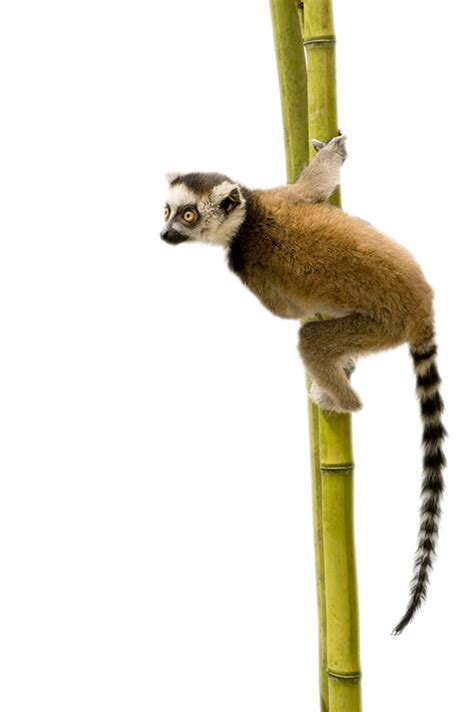 Lemur Png Images Free Download