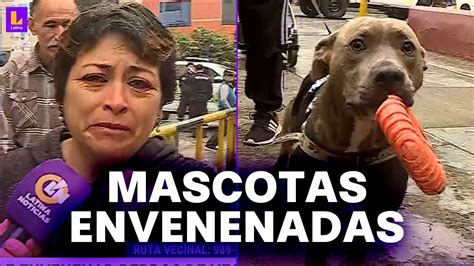 Mujer Es Acusada De Envenenar A Los Perros De Sus Vecinos En Los Olivos