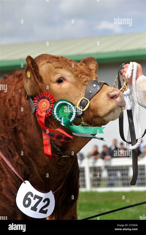 Showing Limousin cattle at the Royal Highland Show 2011 Stock Photo - Alamy