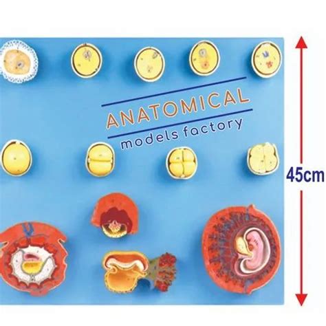 Anatomcal Plastic Human Fertilization And Intermediate Embryogeny For