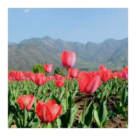 Did you know that the national flower of Afghanistan is the Tulip? Tulips are actually native to ...