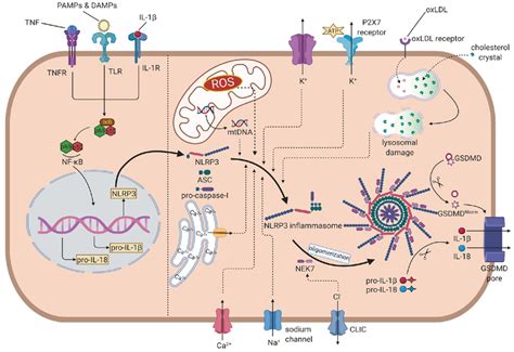 The Overall Mechanism Of The Nlrp Inflammasome Activation In The