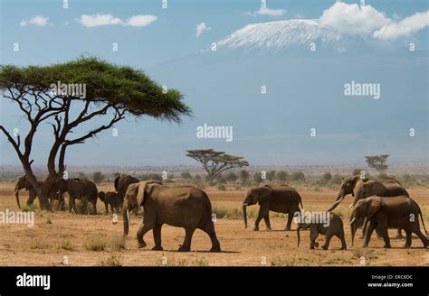 Mt Kilimanjaro Elephant Hi Res Stock Photography And Images Alamy