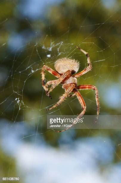 89 Spider Spinnerets Stock Photos High Res Pictures And Images