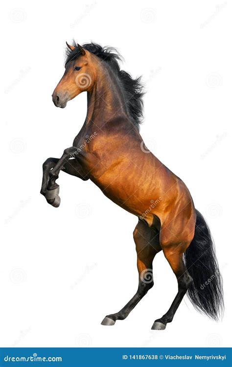 Rearing Horse Royalty-Free Stock Image | CartoonDealer.com #39476770