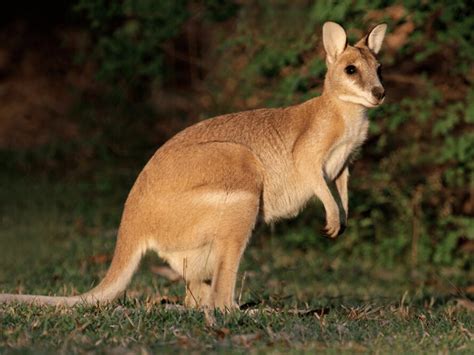 Agile Wallaby Facts - CRITTERFACTS