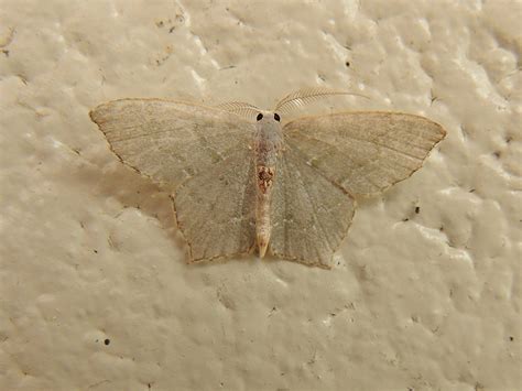 Maryland Biodiversity Project Angle Winged Emerald Moth Chloropteryx