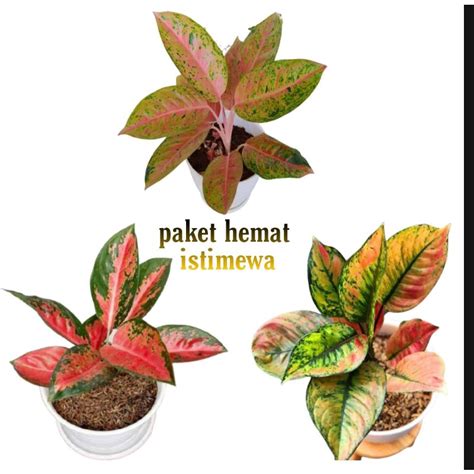 Jual Tanaman Paket Istimewa Isi 3 Tanaman Hias Aglonema Heng Heng