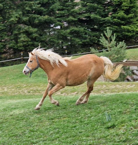 Asthena Haflinger Stute 2013 Fuchs Pferd Austria