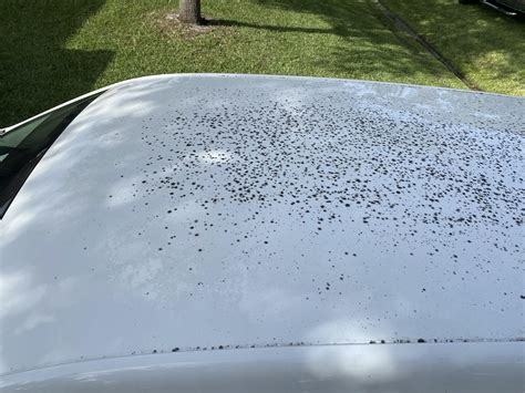 How To Clean This Mold From My Cars Roof Rhowto