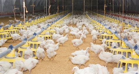 South Africa Introduces Poultry Sector Masterplan To Boost Exports African Agri Magazine