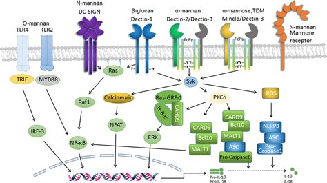 Frontiers Regulation Of C Type Lectin Receptor Mediated Antifungal