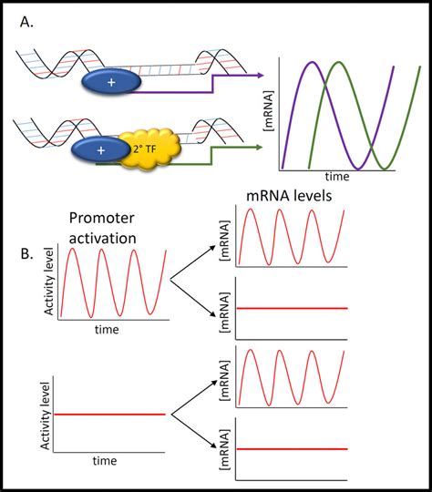 Current Models Of Positive Arm Operation A The Heterodimeric