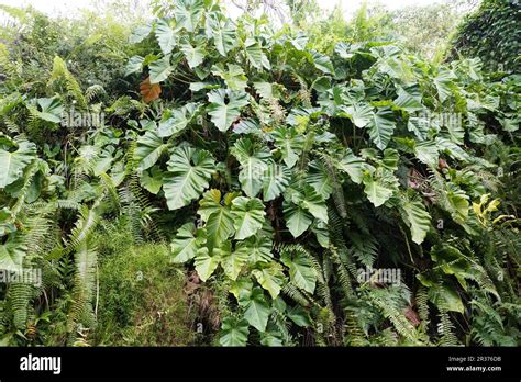 Beautiful Mature And Large Leaves Of Philodendrons And Ferns At Gardens