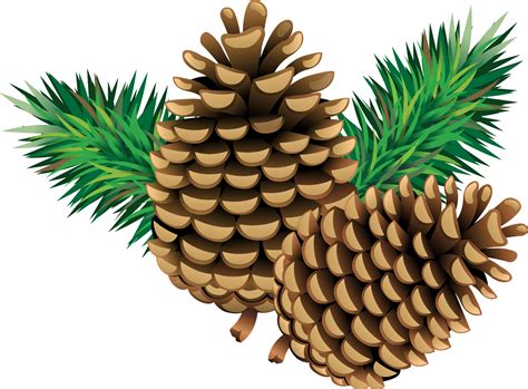 Pine Cones With Pine Needles Png