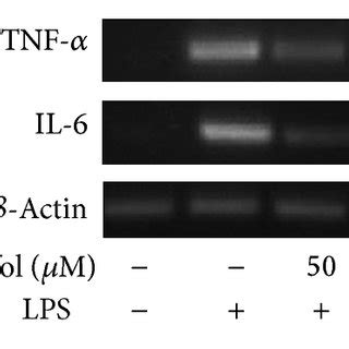 Effect Of Nf B Inhibitor On Lps Induced Tnf And Il Expression