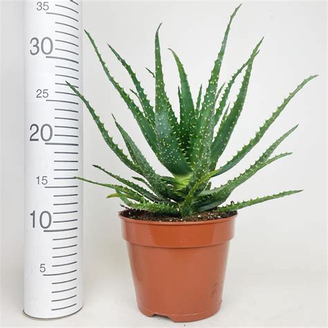 Aloes Drzewiasty Aloe Arborescens Cm