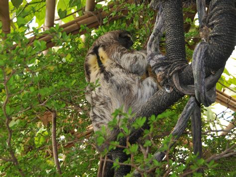 The Online Zoo - Brown-throated Sloth