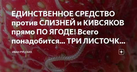 ЕДИНСТВЕННОЕ СРЕДСТВО против СЛИЗНЕЙ и КИВСЯКОВ прямо ПО ЯГОДЕ! Всего ...