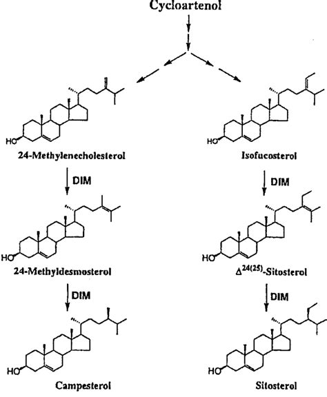 Plant Steroid Biosynthesis Modified From Ref 18 Download Scientific Diagram