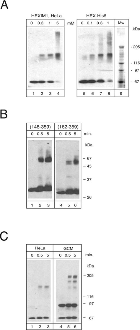 Cross Linking Of HEXIM1 Proteins A Purified Recombinant HEXIM1