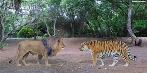 Lion Vs Tiger; Which One Is Stronger - Pets - Nigeria