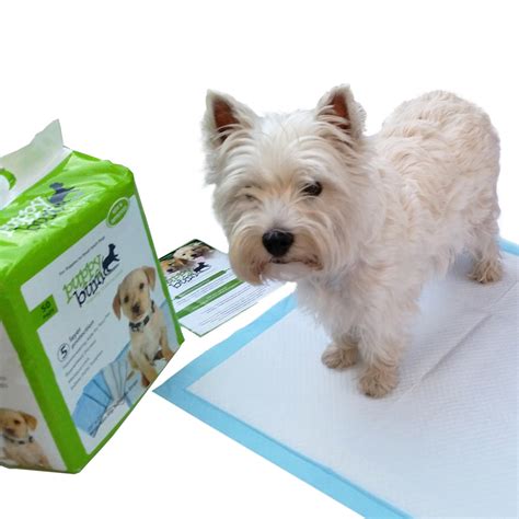 Why Do Puppies Tear Up Pee Pads at Sara Wentworth blog