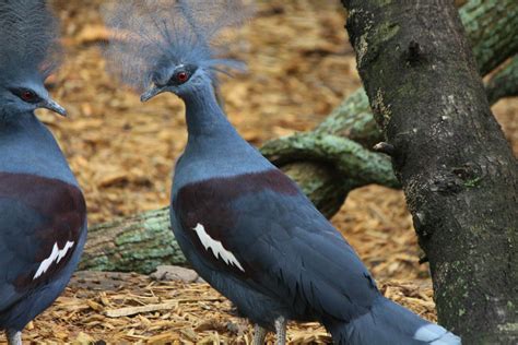 Western Crowned Pigeon | Southwick's Zoo