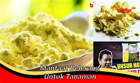 Temukan Rahasia Pupuk Za Yang Jarang Diketahui Biotifor