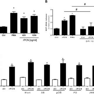 Rpcn Induces De Novo Protein Synthesis In Human Neutrophils