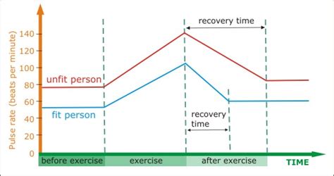 What Is The Quantitative Effect On A Persons Heart Rate As Time