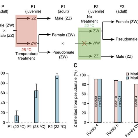 Sex Determination By The Z Chromosome A A Schematic Flow Chart Of Download Scientific