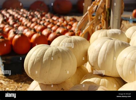 Decorative Pumpkins Displayed At A Pumpkin Patch Stock Photo Alamy