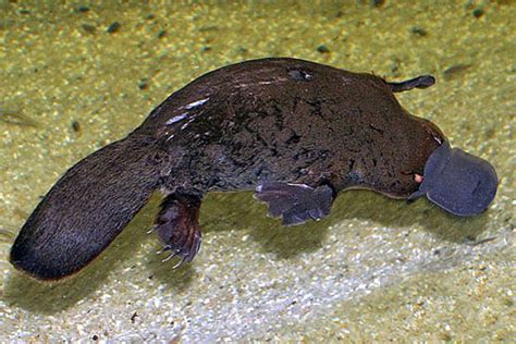 Giant Turtle Devouring Duck Billed Platypus Discovered