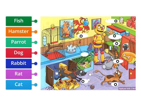 Pets St Grade Labelled Diagram