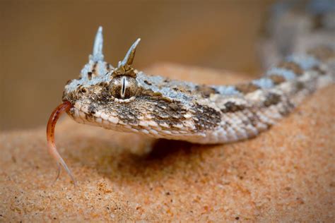 Cerastes cerastes vipera boehme gasperettii Vipère à cornes