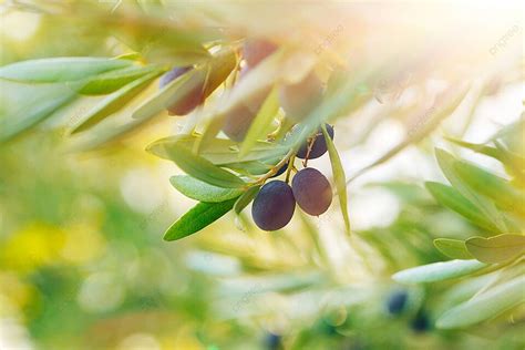 Olive Tree Background Nature Harvest Food Photo And Picture For Free ...