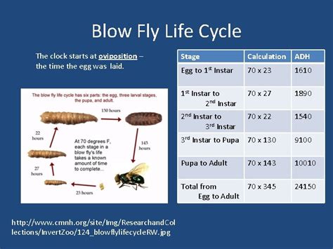 Blue Bottle Fly Life Cycle - Best Pictures and Decription Forwardset.Com